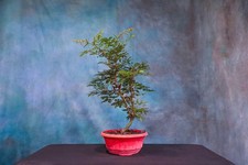 large bonsai tree for sale large bonsai tree for sale North Fort Myers