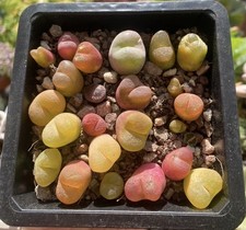 Mixed conophytum maughanii for sale  WOKINGHAM