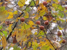 Two persimmon tree for sale  Monroe