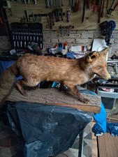 Schöner fuchs präparat gebraucht kaufen  Detern