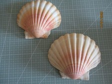 Jakobsmuscheln venusmuscheln p gebraucht kaufen  Hünfelden