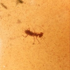 MANTIS LARVA em birmanês/fóssil âmbar birmita/âmbar 100% genuíno, usado comprar usado  Enviando para Brazil