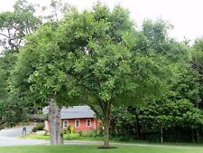 Chinese elm tree for sale  Allentown