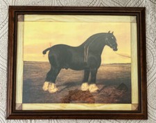 Framed shire horse for sale  Pinellas Park