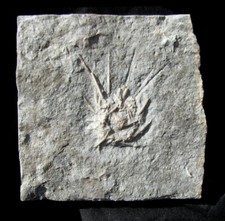 echinoid for sale echinoid for sale Lancaster