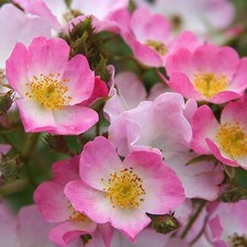 Rose bush plant for sale  GLASGOW