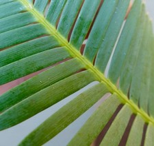 Dioon edule dioon usato  Napoli