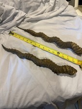 antelope horns for sale  Kendall Park