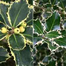 Buntlaubige stechpalmen ilex gebraucht kaufen  Deutschland
