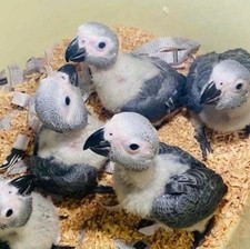 African grey parrot for sale  BRADFORD