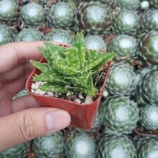 Aloe juvenna tiger for sale  Garden Grove