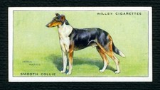 Collie smooth wills for sale  COLEFORD