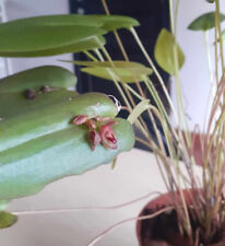 Pleurothallis omoglossa adult for sale  Shipping to Ireland