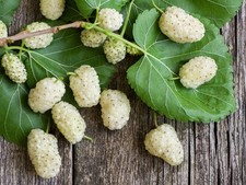 Morus alba jumbo for sale  BURTON-ON-TRENT