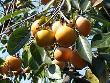Graines plaqueminier diospyros d'occasion  Sabres