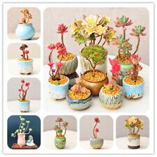 Rare beauty succulents for sale  Staten Island