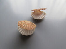 Coquilles jacques naturelles d'occasion  Niort