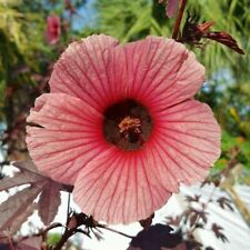 Cranberry hibiscus hibiscus for sale  Lakeland