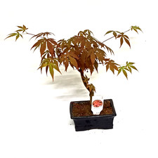 Piante esterno bonsai usato  Terracina