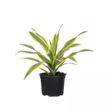 Lemon lime dracaena for sale  Miami