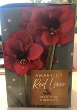 Amaryllis flower for sale  Moreno Valley