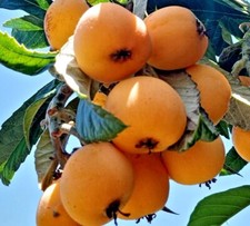 Loquat seeds fresh for sale  Citrus Heights