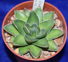 Agave filifera compacta for sale  MILTON KEYNES