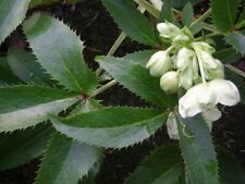 Helleborus hellebore argutifol for sale  CRANBROOK