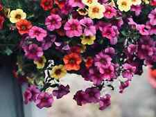 Trailing petunia balcony for sale  TELFORD