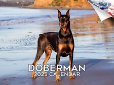 Doberman dog breed for sale  Traverse City