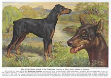 Doberman pinscher custom for sale  Tampa