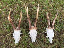 Real large roe for sale  UK