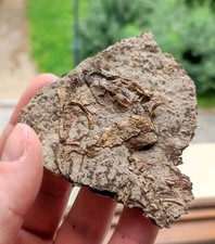Discosauriscus, salamandra permiana pré-dinossauro, 298 mil, letoverpeton, fóssil comprar usado  Enviando para Brazil