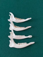 Muntjac deer jaw for sale  MATLOCK