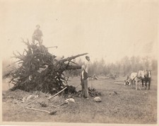 Antique photo tree for sale  Hayward