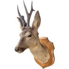 Vintage taxidermy roe for sale  LEYLAND