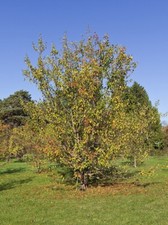 Graines pommier sauvage d'occasion  Sabres