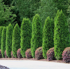 live tree christmas for sale live tree christmas for sale Mcminnville