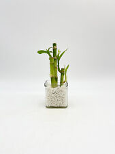 Lucky bamboo plant for sale  LONDON