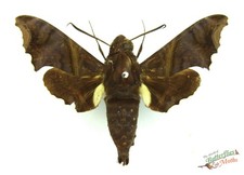 sphingidae for sale sphingidae for sale  SLEAFORD