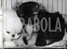 Vintage animali tre usato  Roma