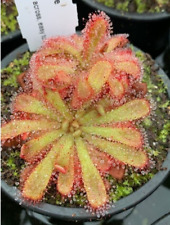 Drosera aliciae sundew for sale  PORTSMOUTH