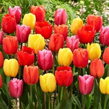 Usado, Lâmpadas de tulipa, lâmpadas de tulipa Jazz Mix, marca COUNTRY CREEK ACRES. comprar usado Usado, Lâmpadas de tulipa, lâmpadas de tulipa Jazz Mix, marca COUNTRY CREEK ACRES. comprar usado  Enviando para Brazil