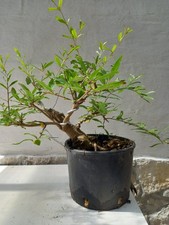 melograno bonsai usato melograno bonsai usato Trani