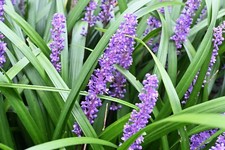 Liriope muscari lily for sale  NOTTINGHAM
