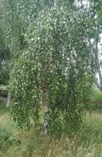 Weeping silver birch for sale  LOSSIEMOUTH