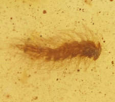 Dermestid beetle larvae. for sale  WALSALL