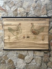 Tavola parietale vintage usato  Calvizzano