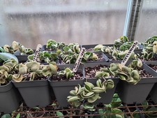 Hoya carnosa compacta for sale  WEMBLEY