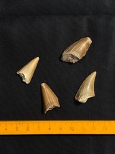 Fossil shark teeth for sale  HERNE BAY